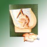 HUMAN FEMALE REPRODUCTIVE SYSTEM